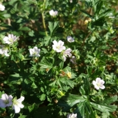 Geranium solanderi at O'Malley, ACT - 20 Apr 2019 03:20 PM