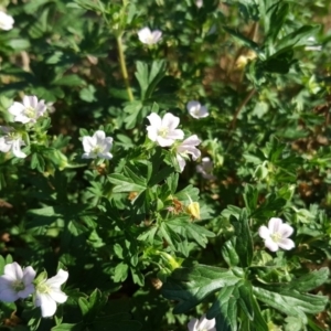 Geranium solanderi at O'Malley, ACT - 20 Apr 2019