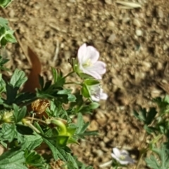 Geranium solanderi at O'Malley, ACT - 20 Apr 2019