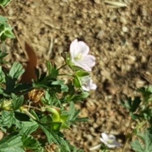 Geranium solanderi at O'Malley, ACT - 20 Apr 2019 03:20 PM