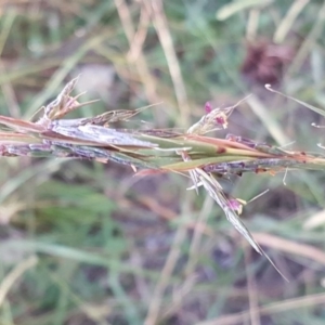 Cymbopogon refractus at Isaacs, ACT - 19 Apr 2019