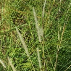 Setaria parviflora (Slender Pigeon Grass) at Isaacs, ACT - 19 Apr 2019 by Mike