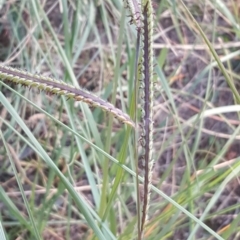 Setaria parviflora at Isaacs, ACT - 19 Apr 2019 04:18 PM