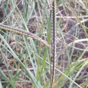 Setaria parviflora at Isaacs, ACT - 19 Apr 2019