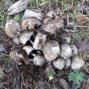 Coprinellus etc. at Garran, ACT - 20 Apr 2019