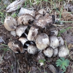 Coprinellus etc. (An Inkcap) at Garran, ACT - 20 Apr 2019 by Mike