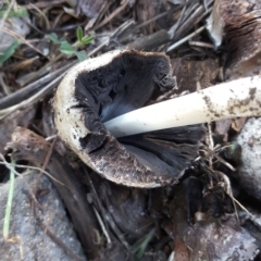 Coprinellus etc. at Garran, ACT - 20 Apr 2019 03:13 PM