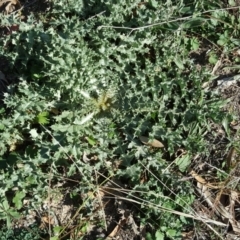 Onopordum acanthium (Scotch Thistle) at O'Malley, ACT - 20 Apr 2019 by Mike