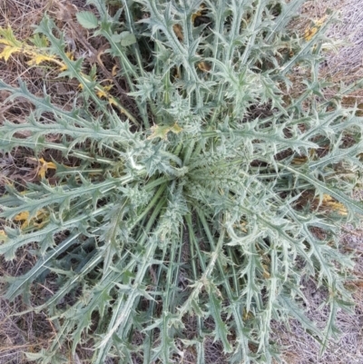 Cirsium vulgare (Spear Thistle) at Isaacs Ridge and Nearby - 14 Apr 2019 by Mike