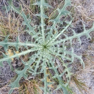 Cirsium vulgare at Isaacs Ridge - 14 Apr 2019 03:53 PM