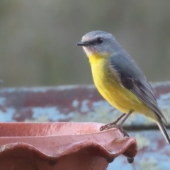 Eopsaltria australis (Eastern Yellow Robin) at Sutton, NSW - 21 Apr 2019 by Whirlwind