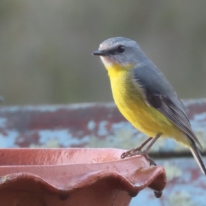 Eopsaltria australis at Sutton, NSW - 21 Apr 2019