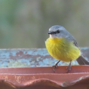 Eopsaltria australis at Sutton, NSW - 21 Apr 2019