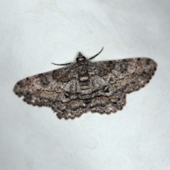 Cleora (genus) (A Looper Moth) at O'Connor, ACT - 29 Jan 2019 by ibaird