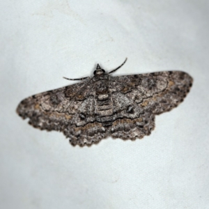 Cleora (genus) at O'Connor, ACT - 29 Jan 2019