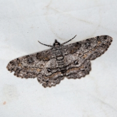 Cleora (genus) at O'Connor, ACT - 29 Jan 2019