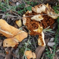 Unverified at Hughes, ACT - 21 Apr 2019 by JackyF