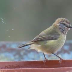 Acanthiza lineata (Striated Thornbill) at Sutton, NSW - 21 Apr 2019 by Whirlwind