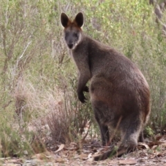 Wallabia bicolor (Swamp Wallaby) at Sutton, NSW - 21 Apr 2019 by Whirlwind