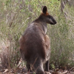 Wallabia bicolor at Sutton, NSW - 21 Apr 2019 02:20 PM