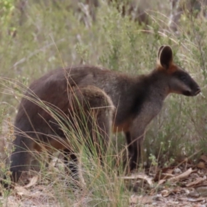 Wallabia bicolor at Sutton, NSW - 21 Apr 2019 02:20 PM