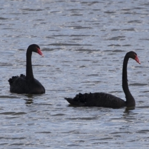 Cygnus atratus at Michelago, NSW - 19 Apr 2019 03:04 PM