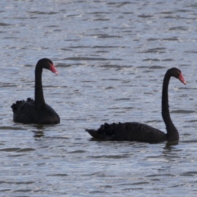 Cygnus atratus (Black Swan) at Michelago, NSW - 19 Apr 2019 by Illilanga