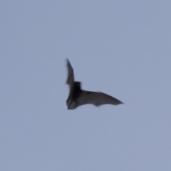 Chalinolobus gouldii (Gould's Wattled Bat) at Illilanga & Baroona - 21 Apr 2019 by Illilanga