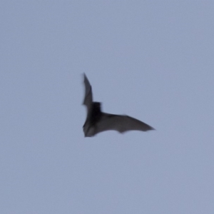 Chalinolobus gouldii at Michelago, NSW - 21 Apr 2019 05:39 PM