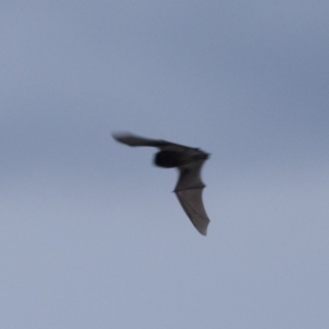 Chalinolobus gouldii at Michelago, NSW - 21 Apr 2019