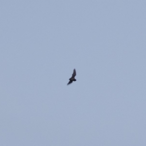 Chalinolobus gouldii at Michelago, NSW - 21 Apr 2019