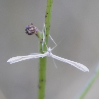 Imbophorus aptalis (White Plume Moth) at Illilanga & Baroona - 21 Apr 2019 by Illilanga