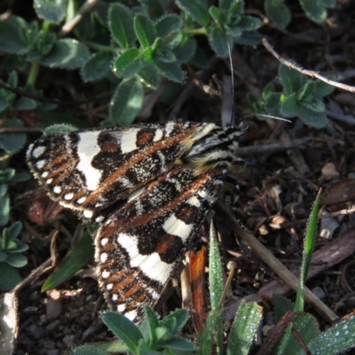 Apina callisto (Pasture Day Moth) at Wanniassa Hill - 20 Apr 2019 by KumikoCallaway