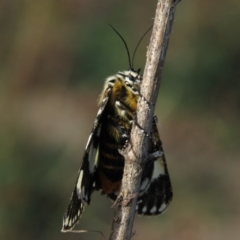 Apina callisto at Fadden, ACT - 21 Apr 2019