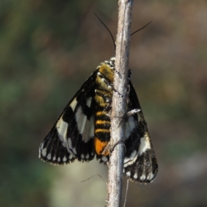 Apina callisto at Fadden, ACT - 21 Apr 2019