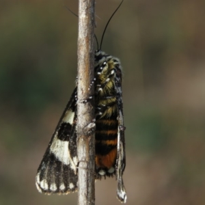 Apina callisto at Fadden, ACT - 21 Apr 2019