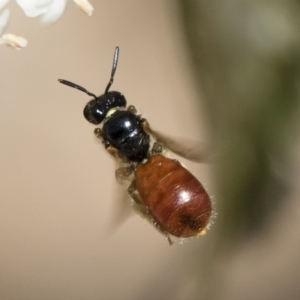 Exoneura sp. (genus) at Michelago, NSW - 28 Oct 2018 12:30 PM