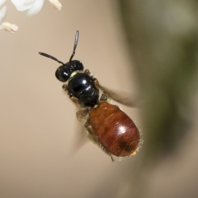 Exoneura sp. (genus) (A reed bee) at Michelago, NSW - 28 Oct 2018 by Illilanga