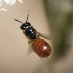 Exoneura sp. (genus) (A reed bee) at Illilanga & Baroona - 28 Oct 2018 by Illilanga