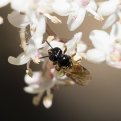 Exoneura sp. (genus) at Michelago, NSW - 28 Oct 2018 12:30 PM