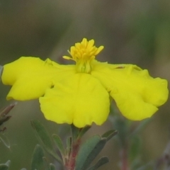 Hibbertia obtusifolia (Grey Guinea-flower) at Fadden, ACT - 21 Apr 2019 by KumikoCallaway