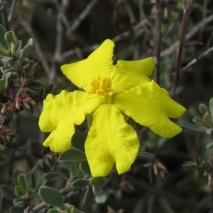 Hibbertia obtusifolia at Fadden, ACT - 21 Apr 2019