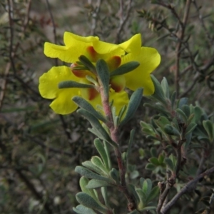 Hibbertia obtusifolia at Fadden, ACT - 21 Apr 2019