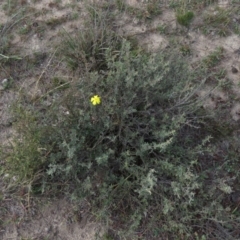 Hibbertia obtusifolia at Fadden, ACT - 21 Apr 2019