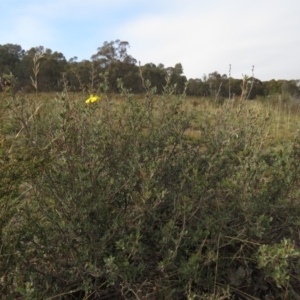 Hibbertia obtusifolia at Fadden, ACT - 21 Apr 2019