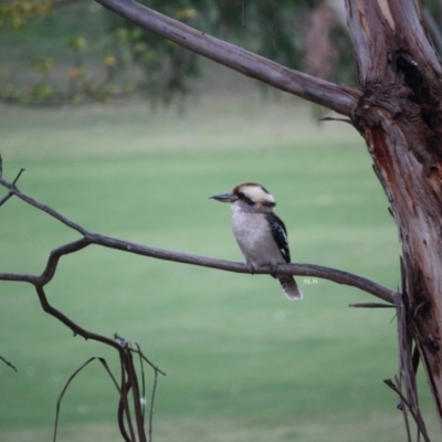 Dacelo novaeguineae (Laughing Kookaburra) at Hughes, ACT - 20 Apr 2019 by LisaH