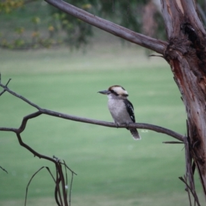 Dacelo novaeguineae at Hughes, ACT - 20 Apr 2019