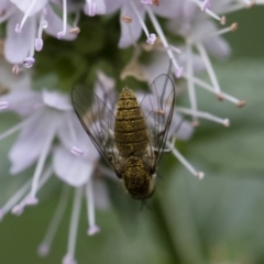 Geron sp. (genus) (Slender Bee Fly) at Illilanga & Baroona - 22 Mar 2019 by Illilanga
