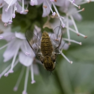 Geron sp. (genus) at Michelago, NSW - 22 Mar 2019 01:29 PM