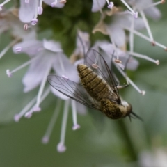 Geron sp. (genus) at Michelago, NSW - 22 Mar 2019